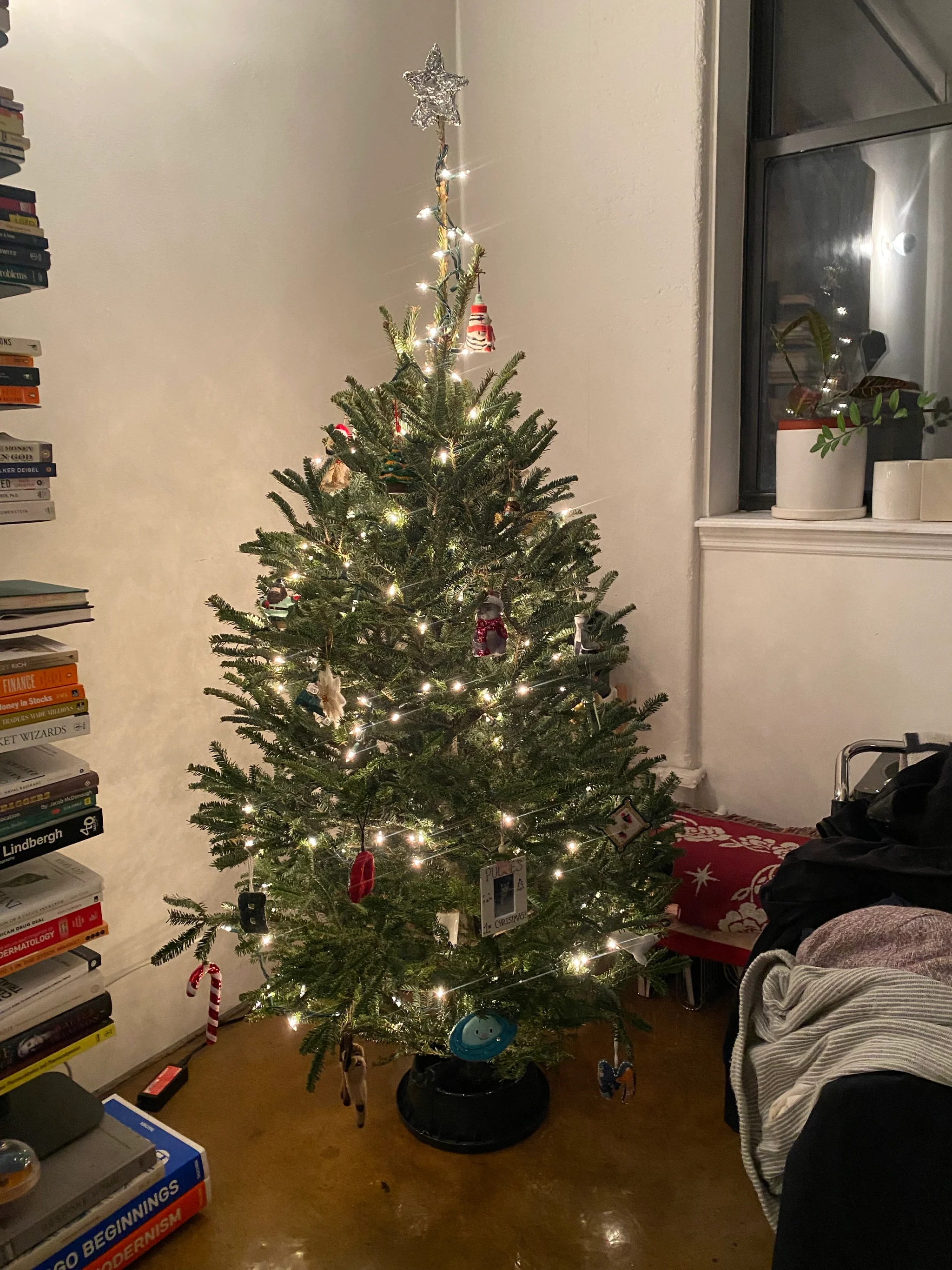 Fresh Brooklyn Trees Delivered Daily